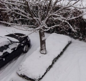 Mietrecht Winterdienst Rechtsanwalt Trier